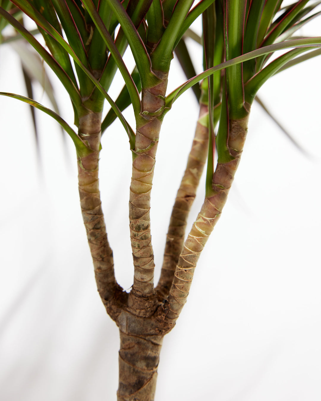 Magenta Cane Dragon Tree (Dracaena), Lively Root, Plant, , , , 