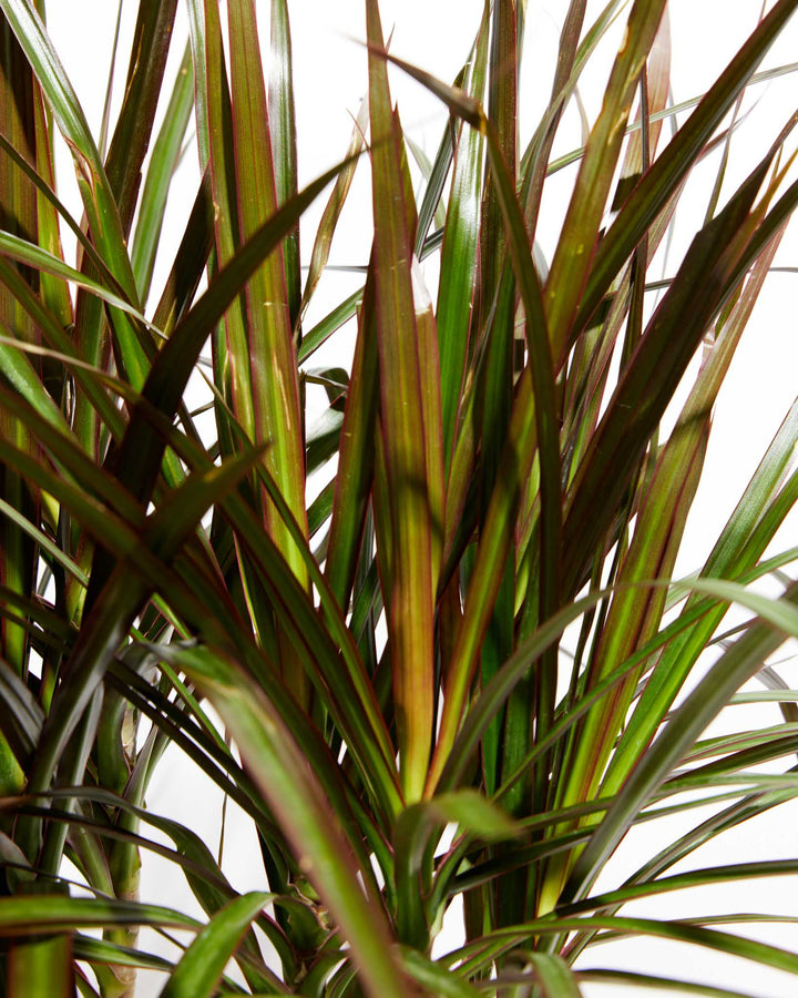 Magenta Cane Dragon Tree (Dracaena), Lively Root, Plant, , , , 