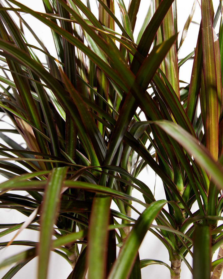 Magenta Cane Dragon Tree (Dracaena), Lively Root, Plant, , , , 