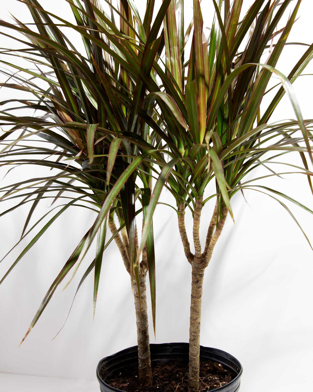 Magenta Cane Dragon Tree (Dracaena), Lively Root, Plant, , , , 