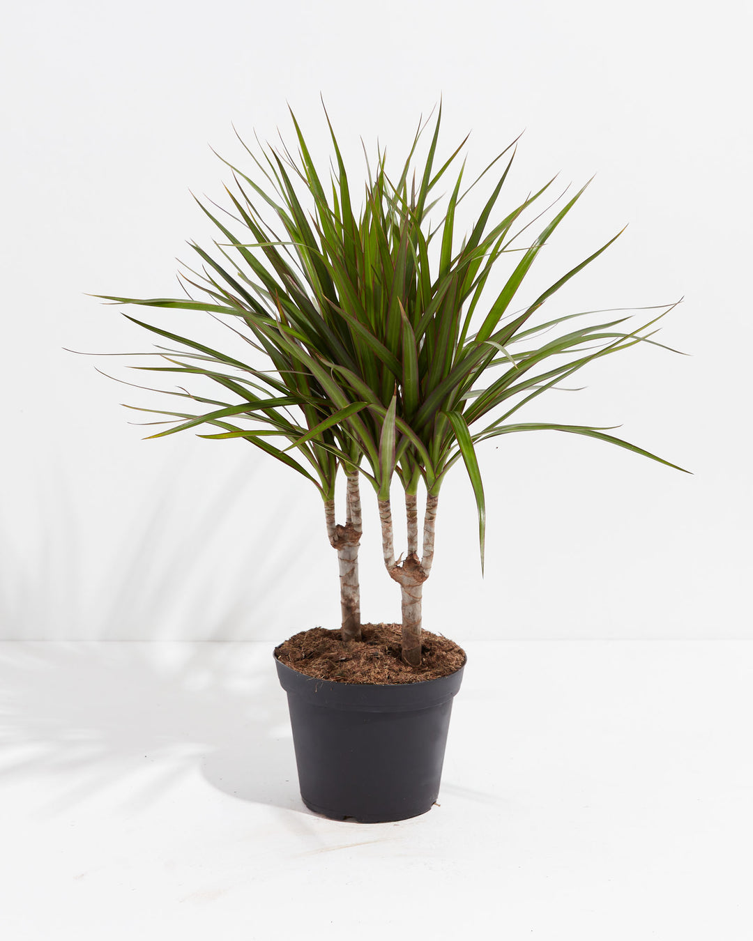 Marginata Cane Dragon Tree (Dracaena), Lively Root, Plant, Size, Medium, , 