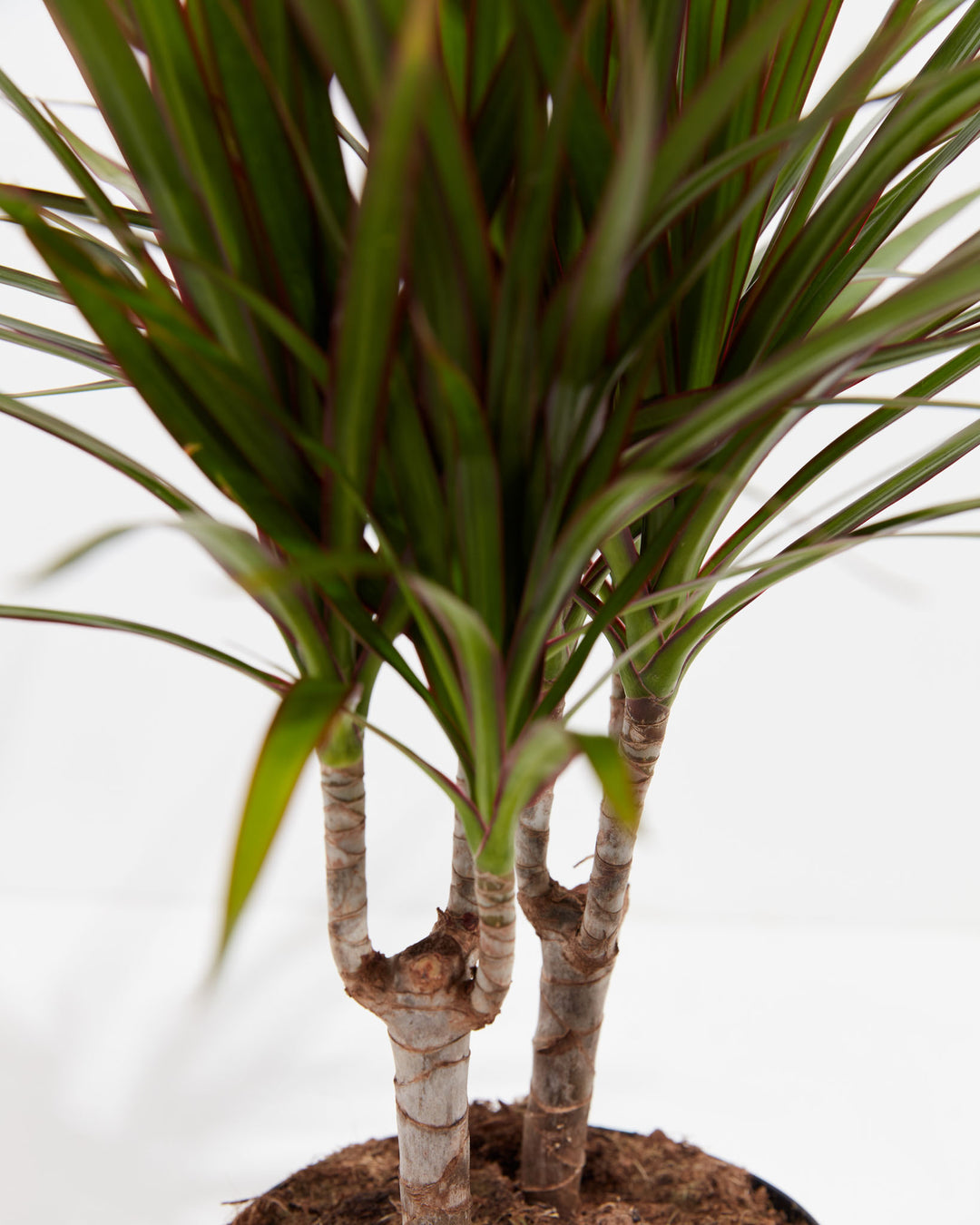 Marginata Cane Dragon Tree (Dracaena), Lively Root, Plant, , , , 