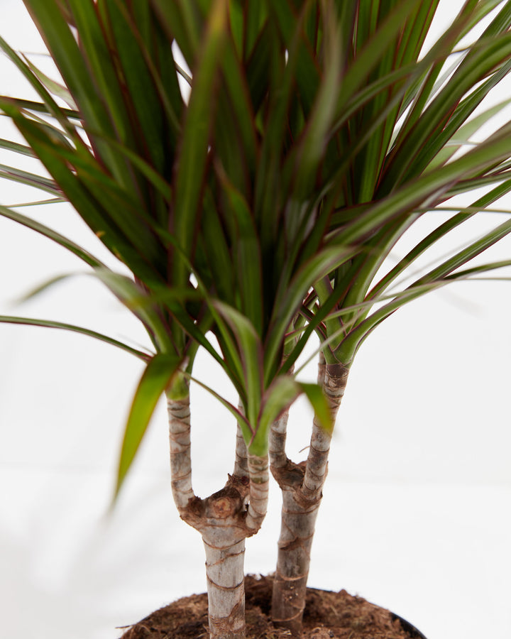 Marginata Cane Dragon Tree (Dracaena), Lively Root, Plant, , , , 