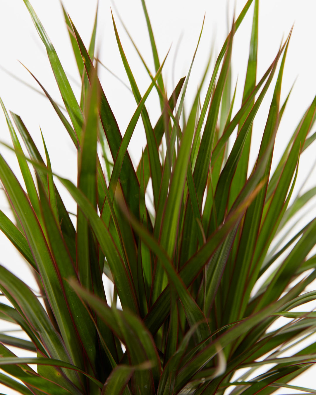 Marginata Cane Dragon Tree (Dracaena), Lively Root, Plant, , , , 