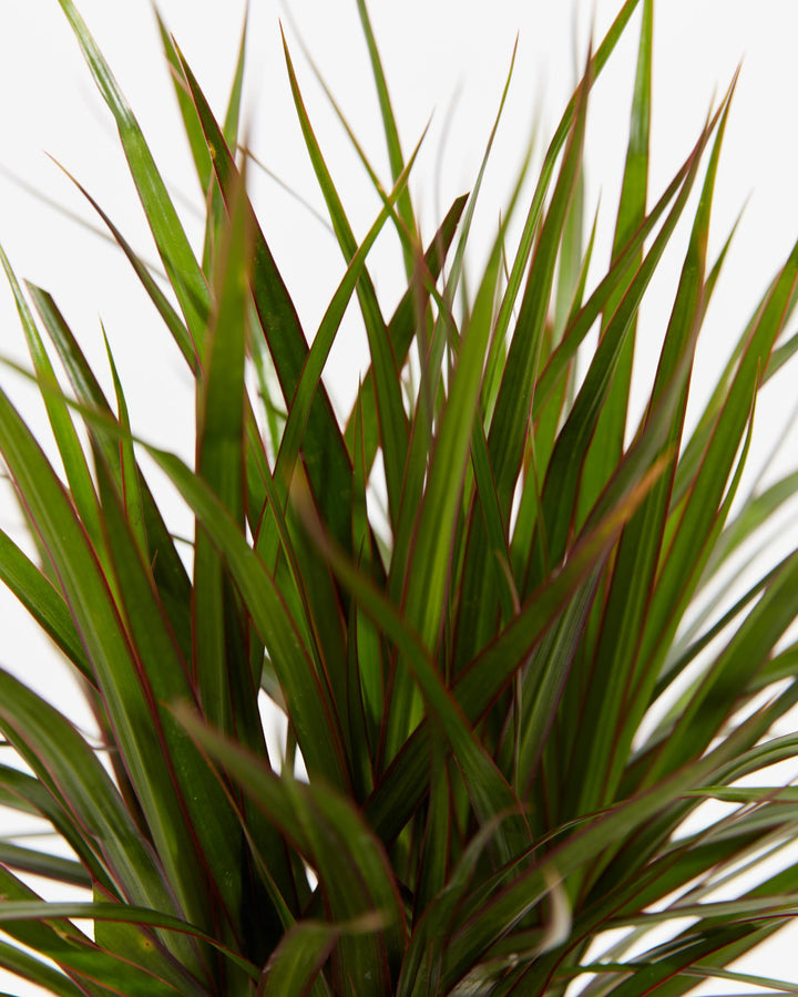 Marginata Cane Dragon Tree (Dracaena), Lively Root, Plant, , , , 