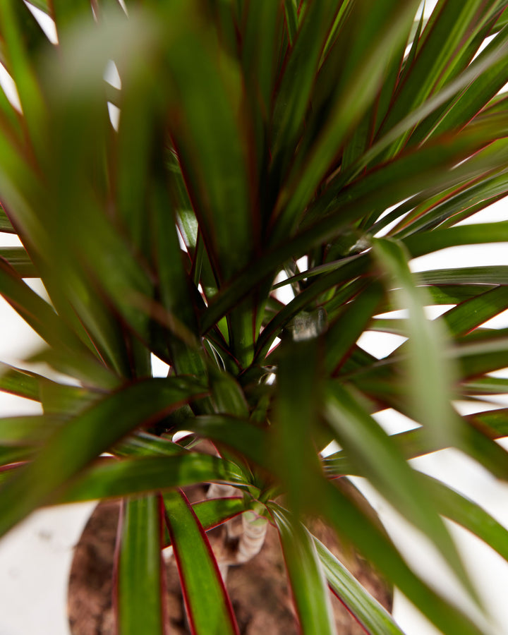 Marginata Cane Dragon Tree (Dracaena), Lively Root, Plant, , , , 
