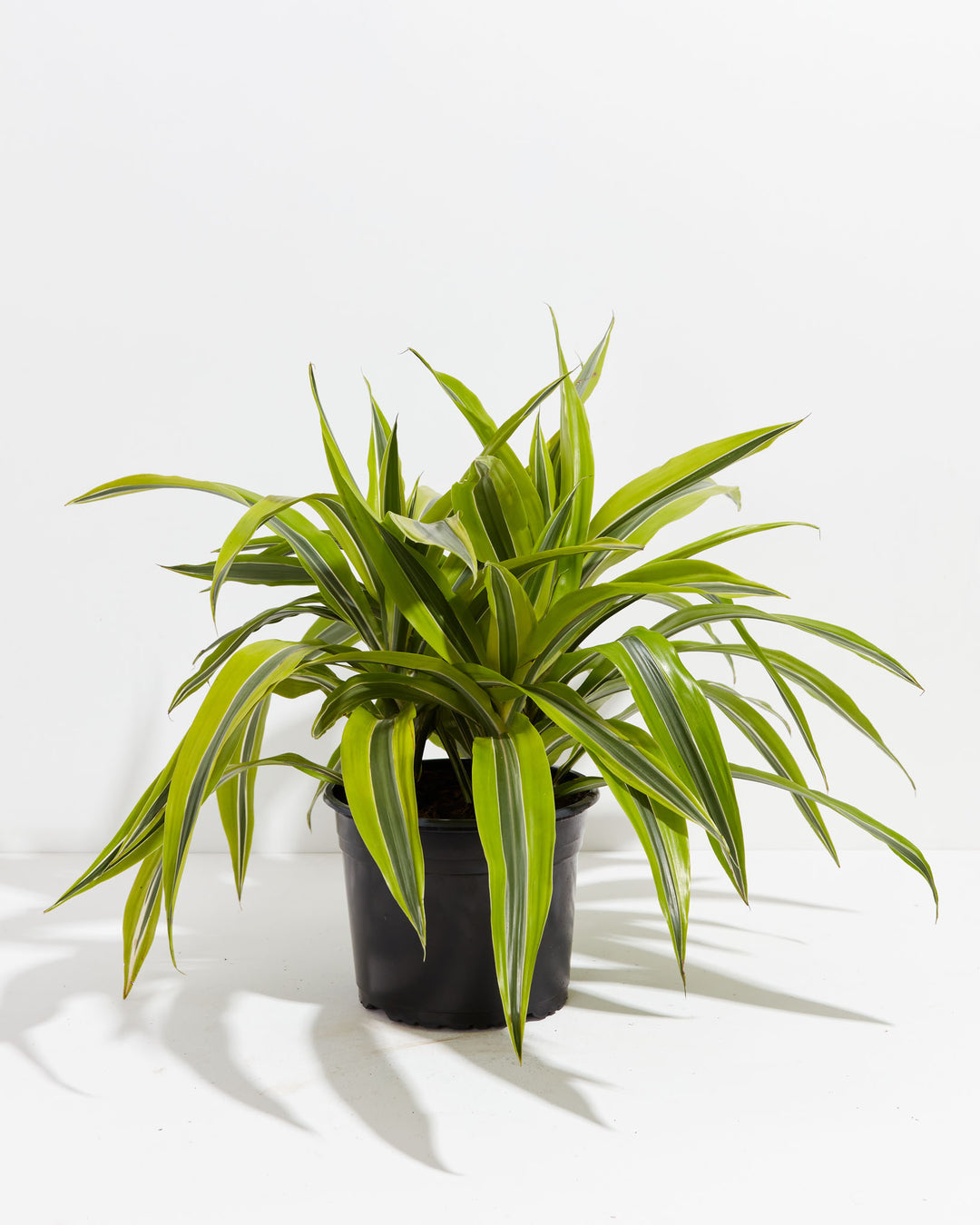 8" Dracaena Warneckii Lemon Lime bushy plant with cascading green and yellow striped leaves in a black grower pot