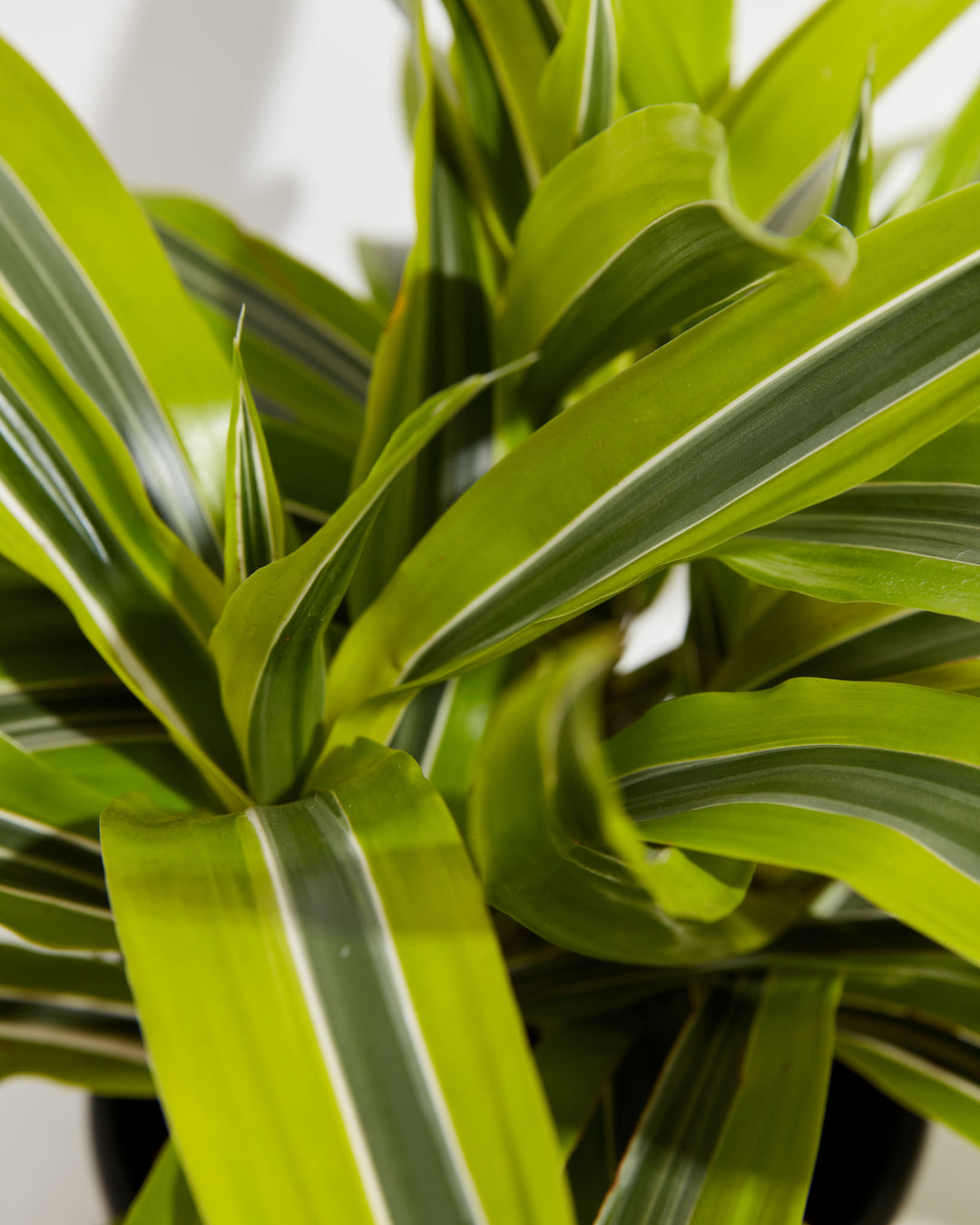 Close-up of curling Dracaena Warneckii Lemon Lime leaves highlighting the white-edged variegated pattern
