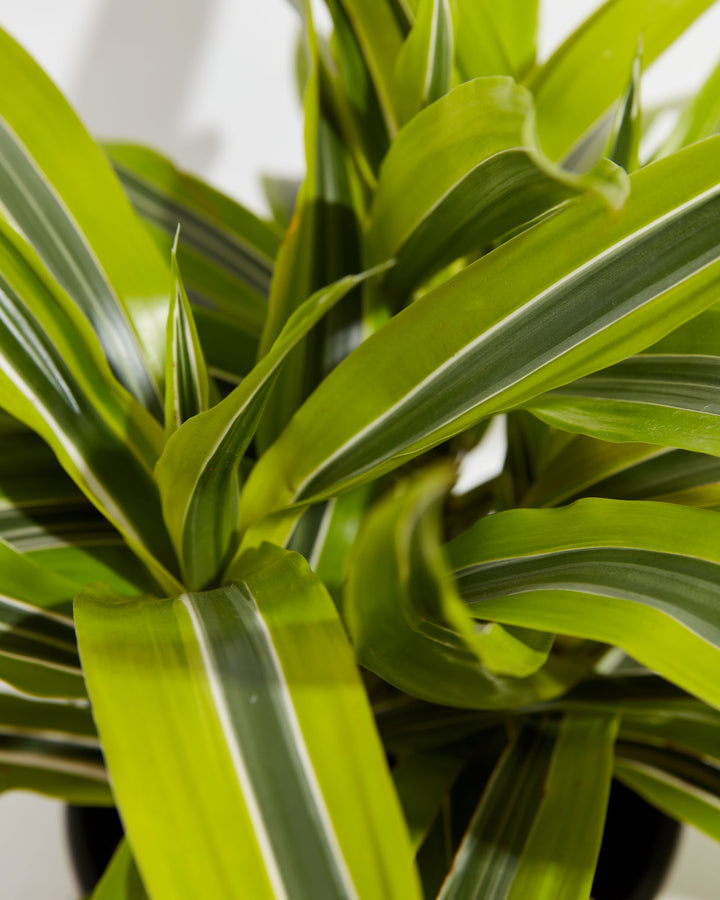 Close-up of curling Dracaena Warneckii Lemon Lime leaves highlighting the white-edged variegated pattern