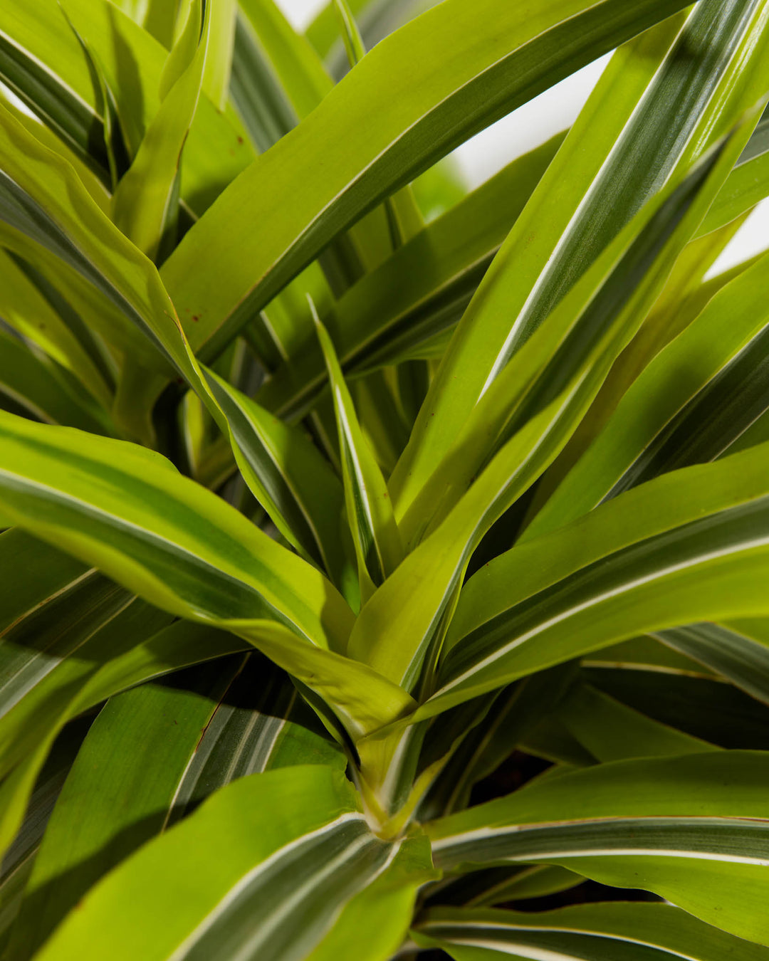 Macro close-up of Dracaena Warneckii Lemon Lime leaf detail showing layered green and yellow striped foliage