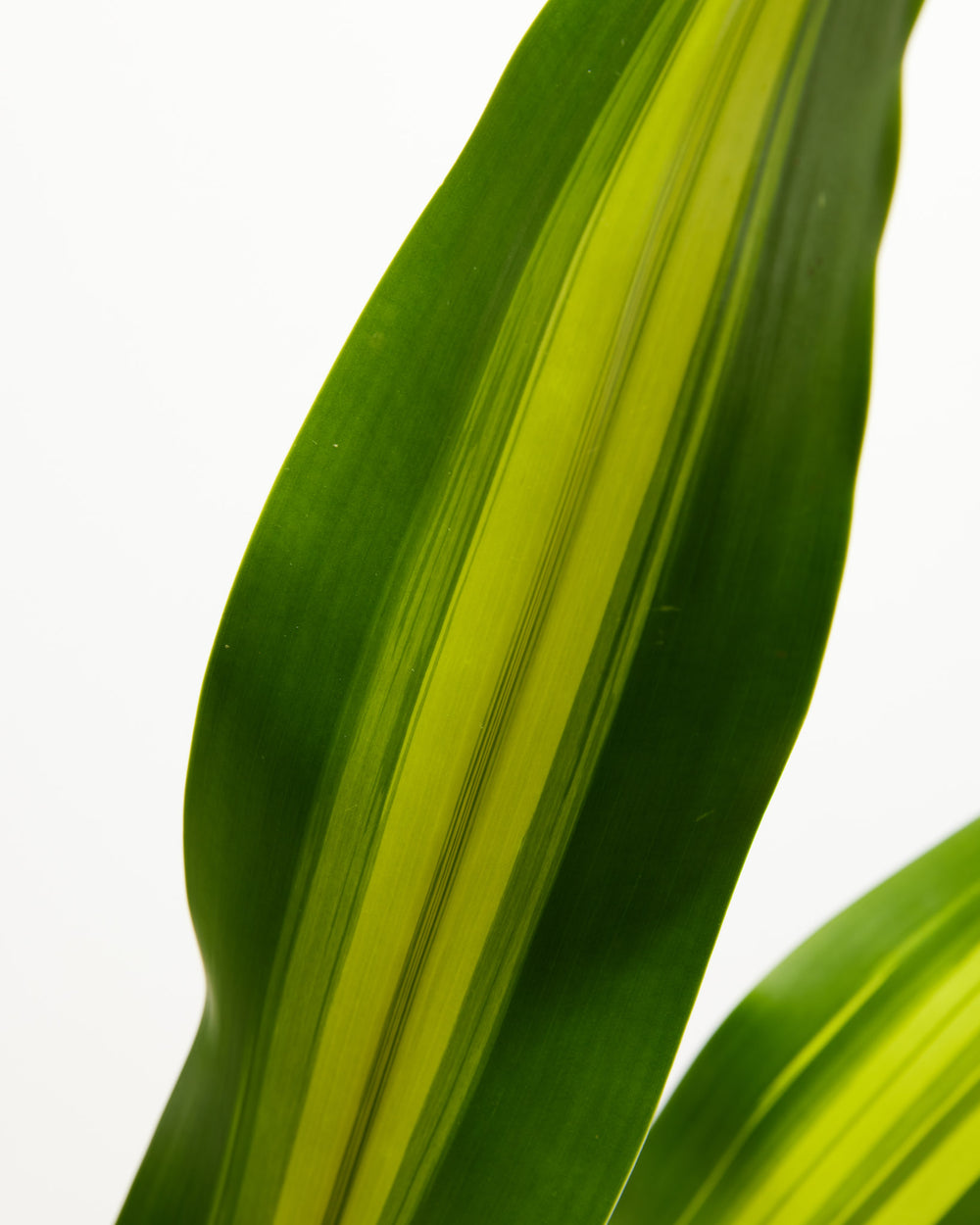 Golden Heart Dragon Tree (Dracaena), Lively Root, Plant, , , , 