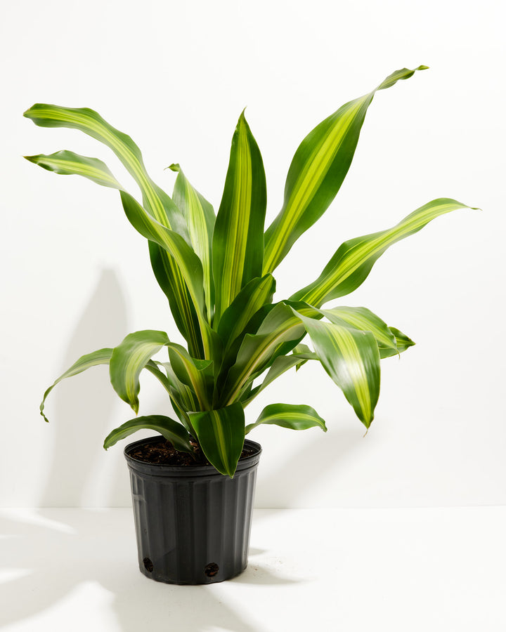 Golden Heart Dragon Tree (Dracaena), Lively Root, Plant, Size, Extra Large, , 