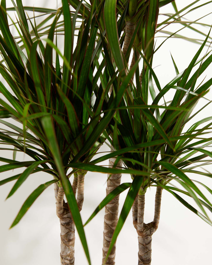 Marginata Cane Dragon Tree (Dracaena), Lively Root, Plant, , , , 
