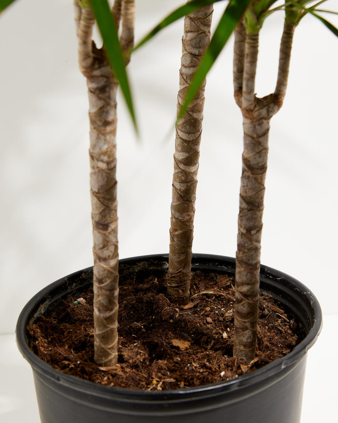 Marginata Cane Dragon Tree (Dracaena), Lively Root, Plant, , , , 