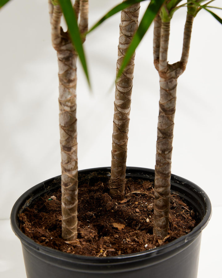 Marginata Cane Dragon Tree (Dracaena), Lively Root, Plant, , , , 