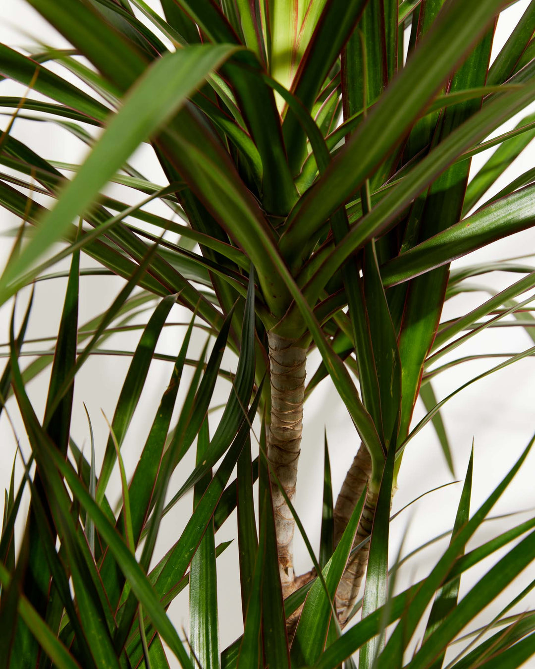 Marginata Cane Dragon Tree (Dracaena), Lively Root, Plant, , , , 