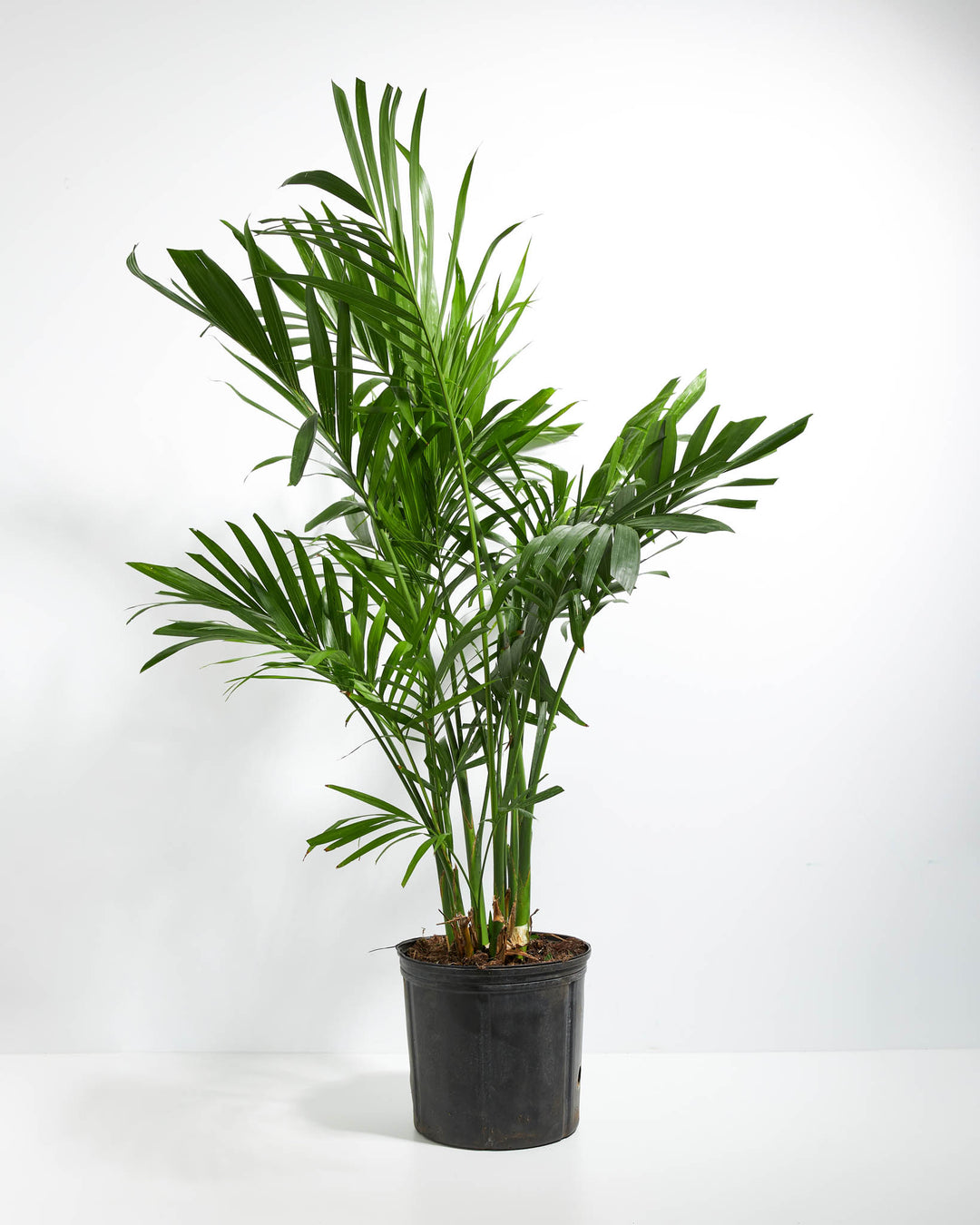 Large Areca Palm Indoor Tree (Dypsis lutescens) in a 10-inch black grower pot with tall full arching green feathery fronds on a white background
