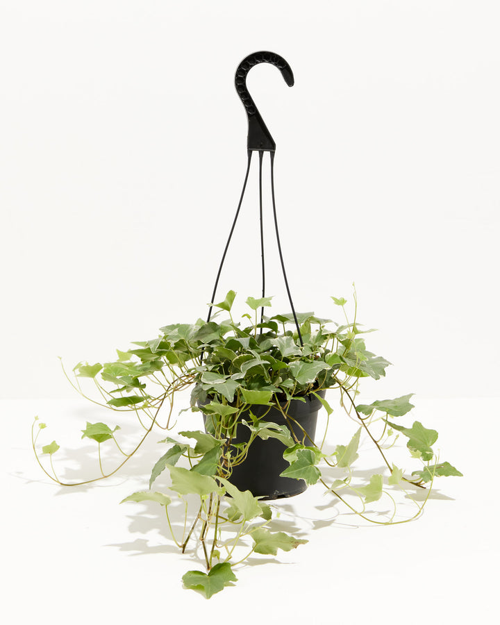 6-inch English Ivy Glacier in black plastic nursery pot with black hanging hook showing abundant trailing variegated ivy vines with cream-colored leaf centers and dark green margins; low-light tolerant climbing houseplant for hanging displays.