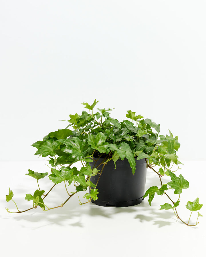 English Ivy Plant (Hedera helix) in a 6-inch nursery pot with lush trailing green vines