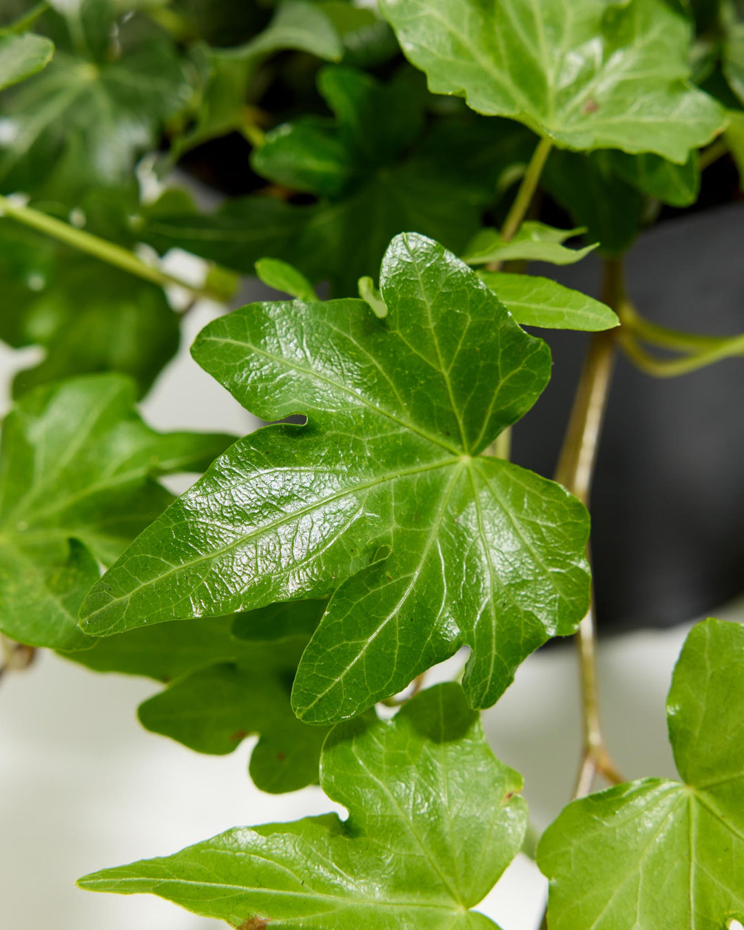 English Ivy Plant (Hedera helix) live indoor houseplant featuring glossy green leaves, trailing vines, and lush evergreen foliage
