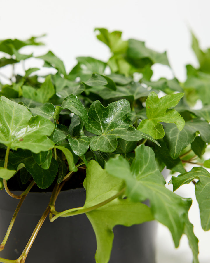 English Ivy Plant (Hedera helix) live indoor houseplant with dense trailing vines, glossy green leaves, and lush evergreen foliage in a nursery pot
