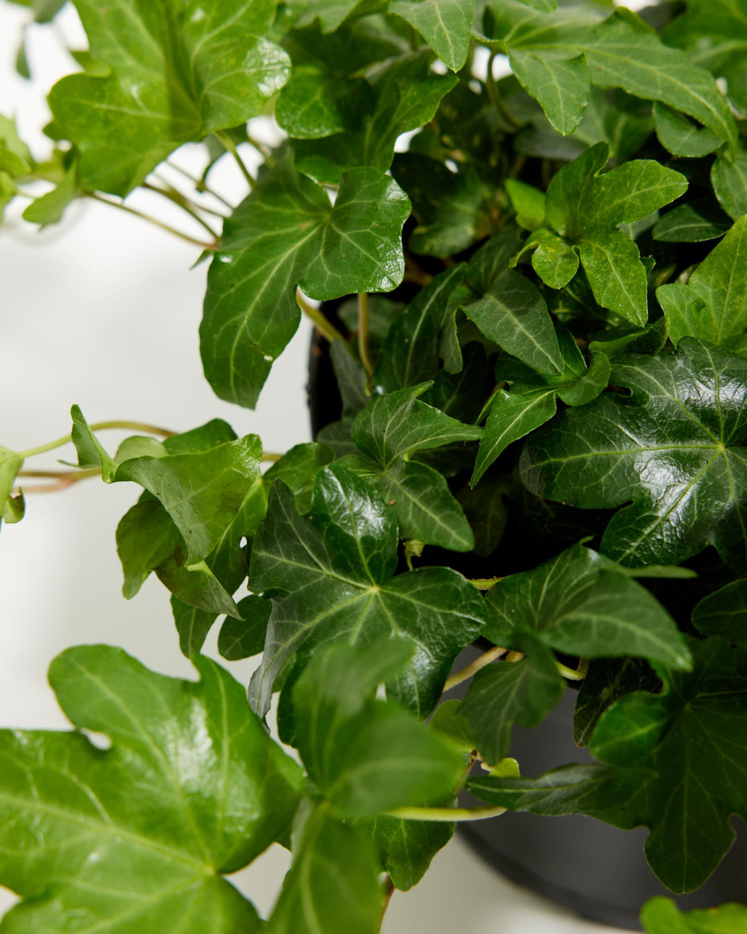English Ivy Plant (Hedera helix) live indoor houseplant with lush trailing vines, glossy green leaves, and dense evergreen foliage