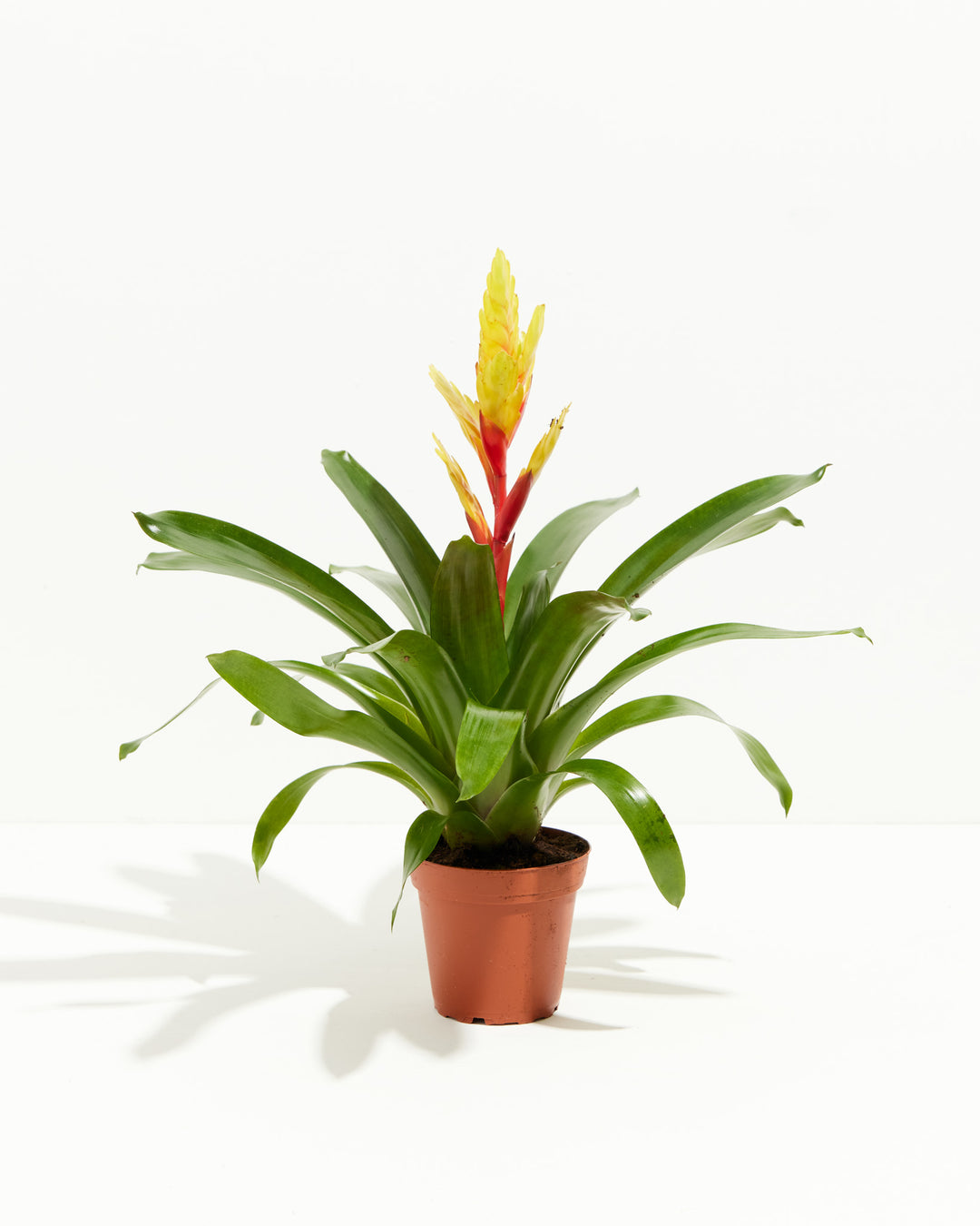 Evita Vriesea Bromeliad, Lively Root, Plant, Size, Small, , 