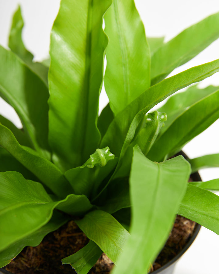 Japanese Bird's Nest Fern