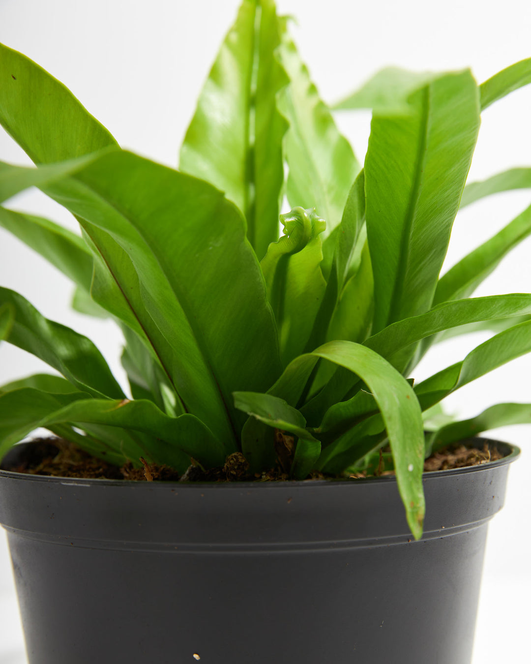 Japanese Bird's Nest Fern