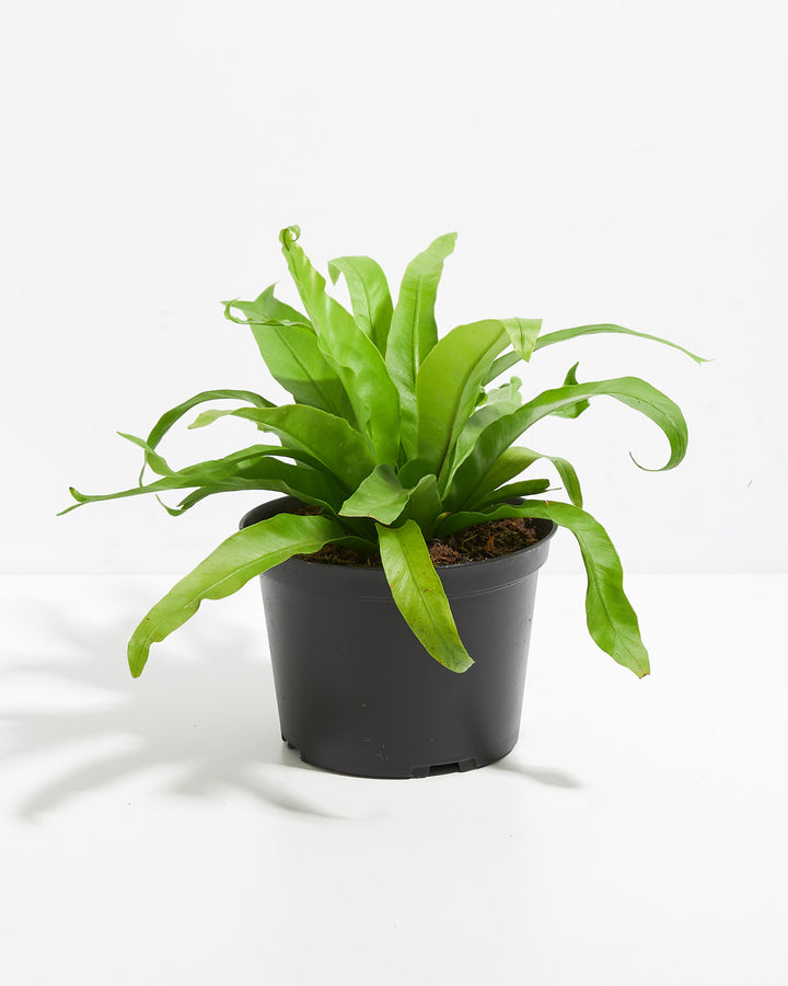 Japanese Bird's Nest Fern