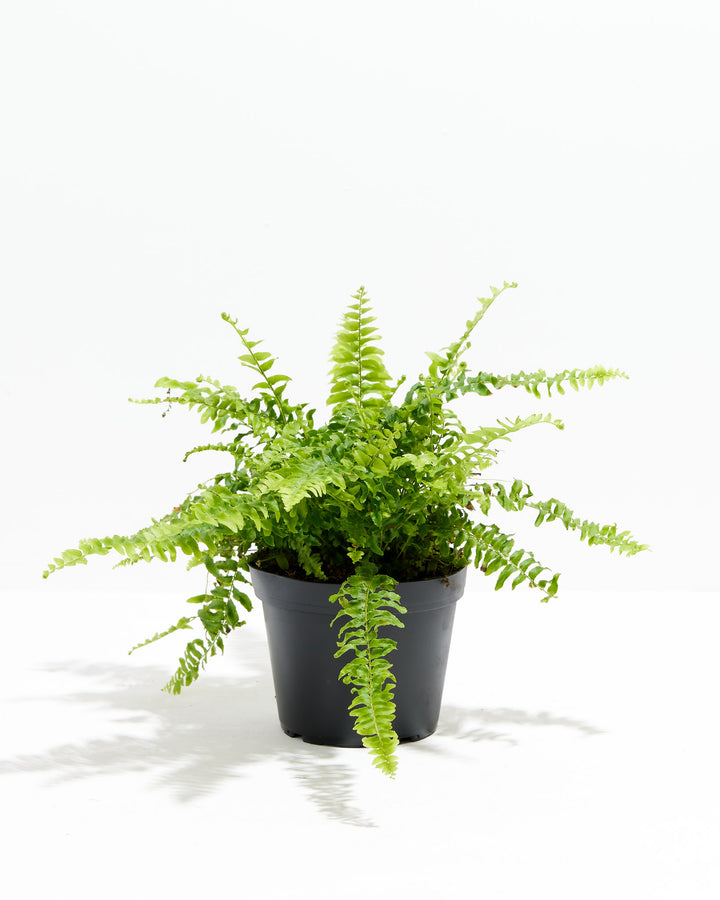 Fern Chester, Lively Root, Plant, Size, Medium, , 