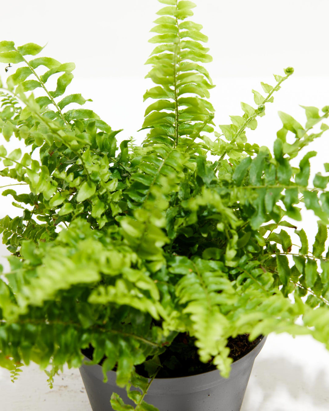 Fern Chester, Lively Root, Plant, , , , 