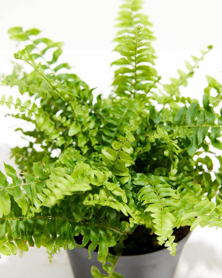 Fern Chester, Lively Root, Plant, , , , 
