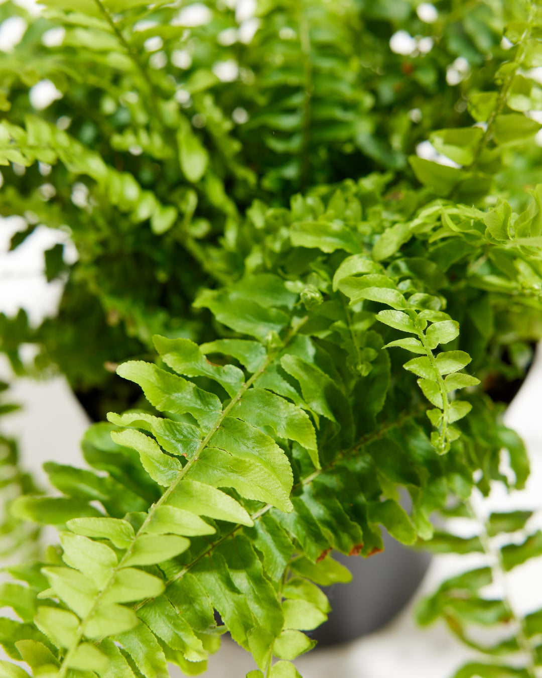 Fern Chester, Lively Root, Plant, , , , 