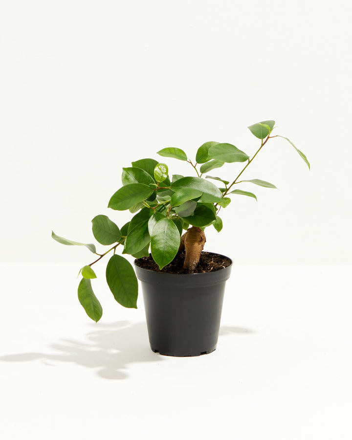 Ficus Benjamina Midnight Braid, Lively Root, Plant, Size, Small, , 
