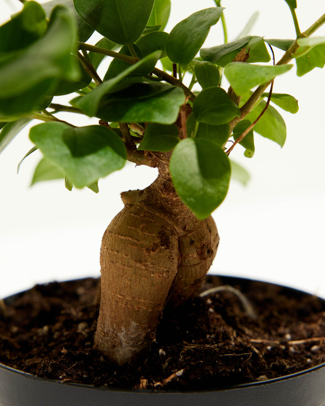 Ficus Benjamina Midnight Braid, Lively Root, Plant, , , , 