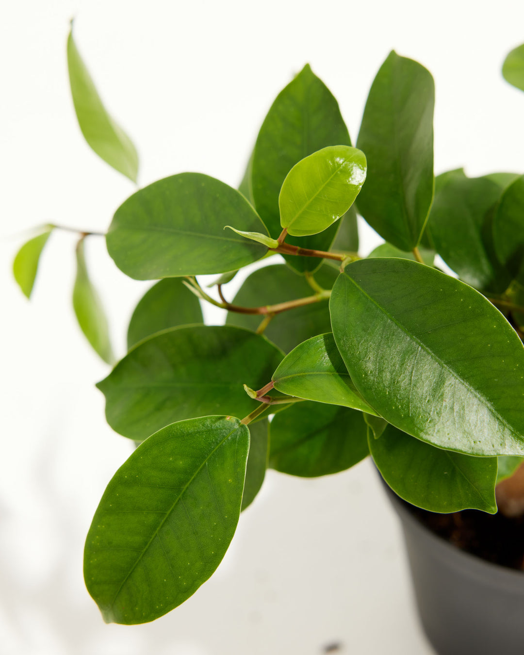 Ficus Benjamina Midnight Braid, Lively Root, Plant, , , , 