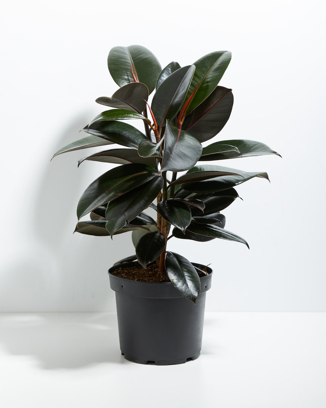 A full view of a Ficus Elastica (Burgundy Rubber Tree) showcasing its dense, glossy burgundy-green leaves and upright growth habit, presented in a black grower pot against a white background.