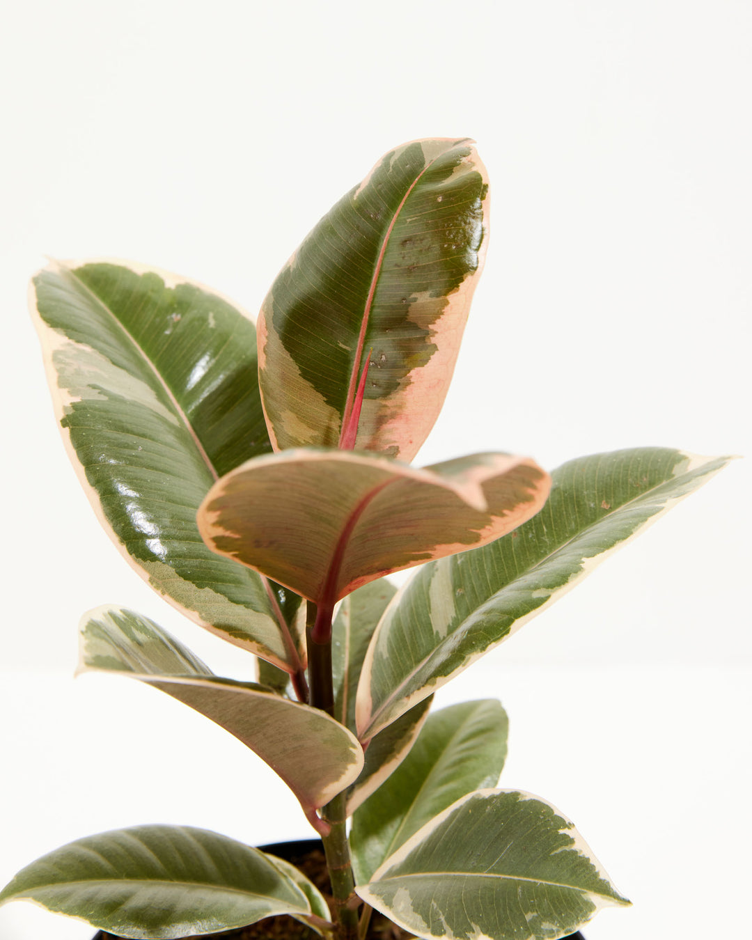 Tineke Rubber Tree Plant featuring a close-up detail view focusing on its mid-to-upper foliage, showcasing thick oval leaves with distinct dark green centers, soft pink borders, and creamy-white margins, set against a clean white background.