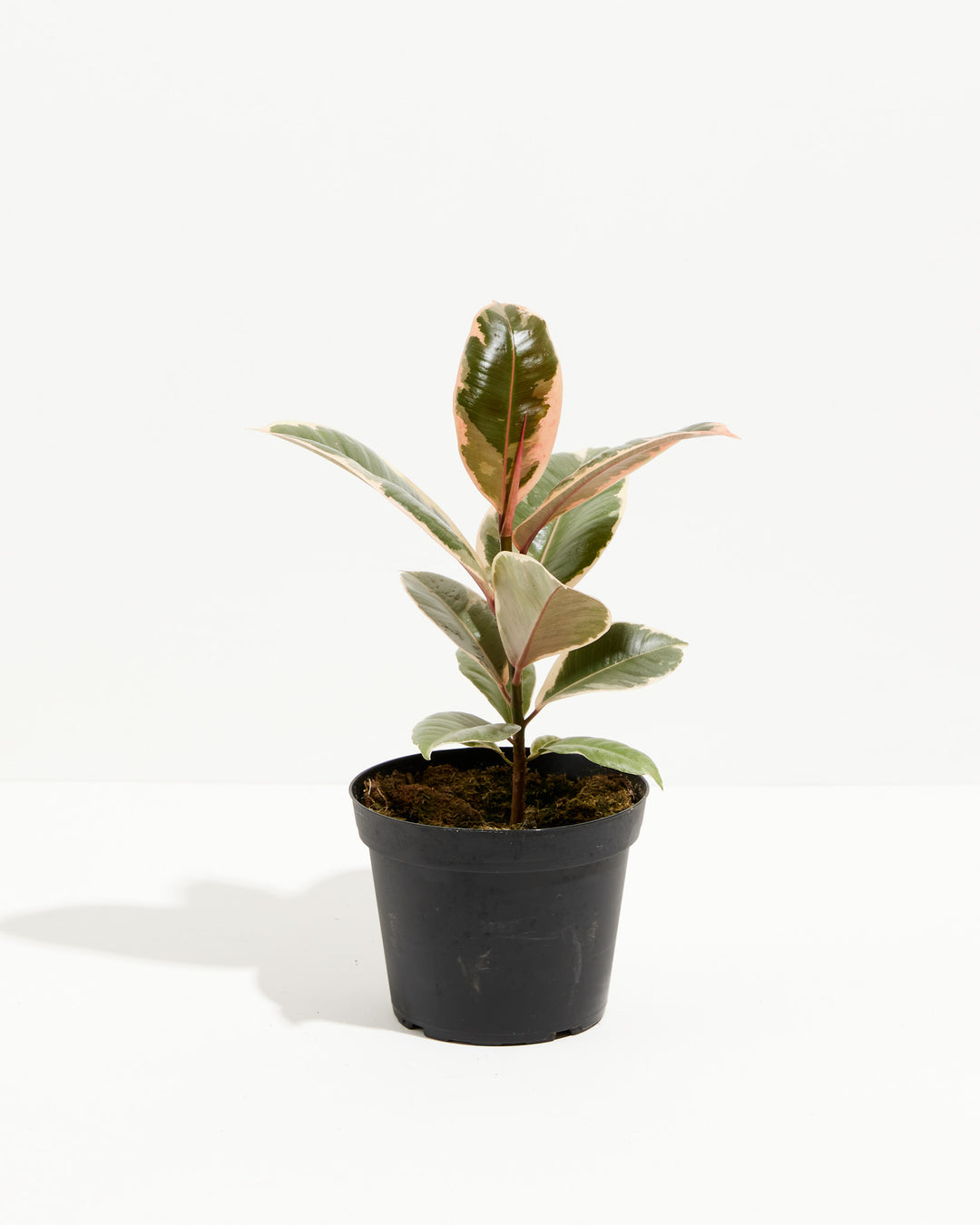 Tineke Rubber Tree Plant featuring an upright growth habit with thick, oval leaves displaying creamy-white, dark green, and pinkish-red variegation, housed in a black plastic grower pot, centered against a clean white background.