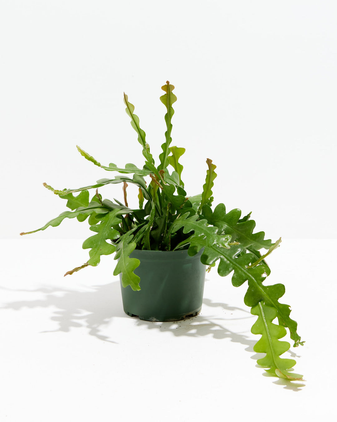 Ric Rac Cactus, Lively Root, Plant, Size, Medium, , 
