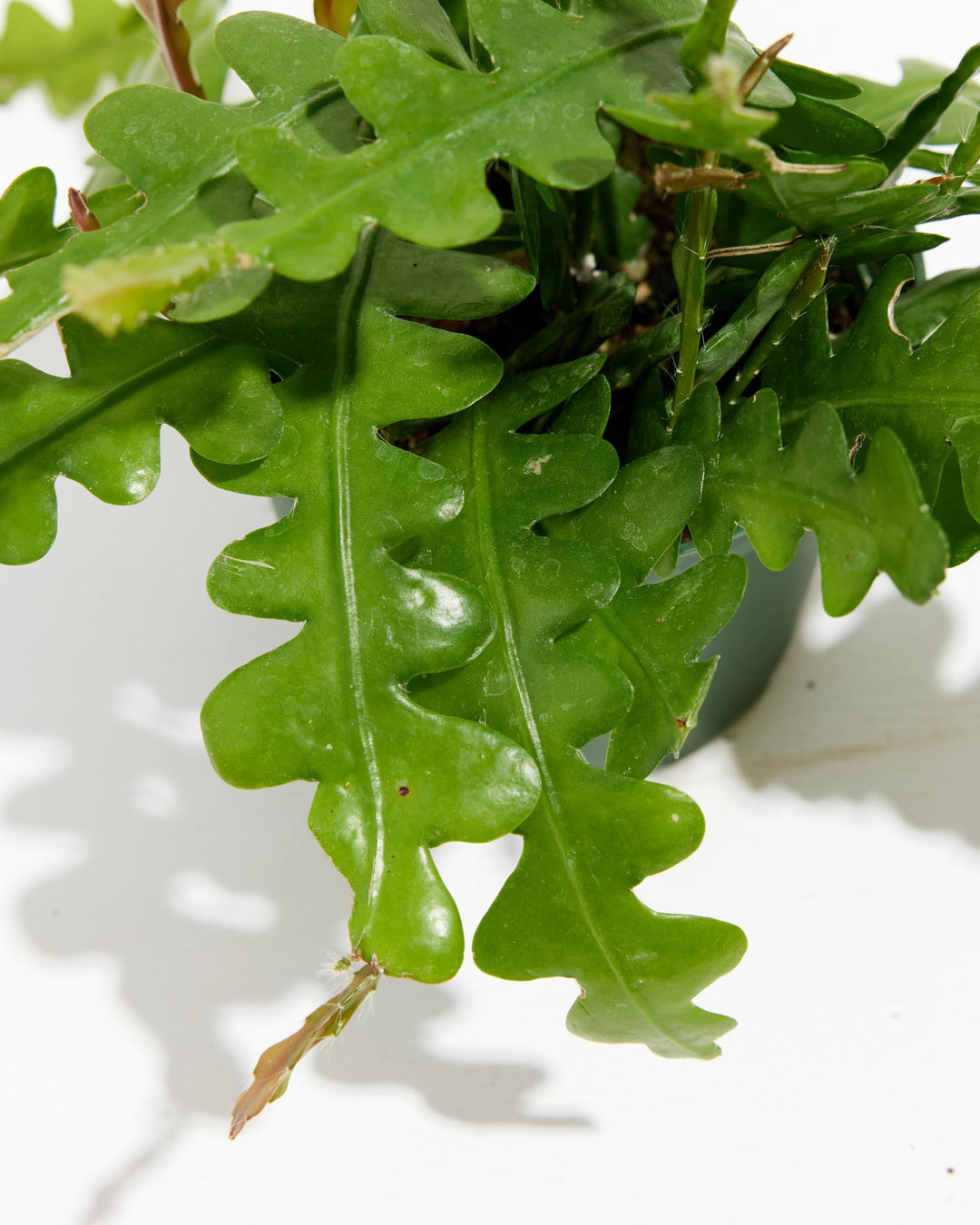 Ric Rac Cactus, Lively Root, Plant, , , , 