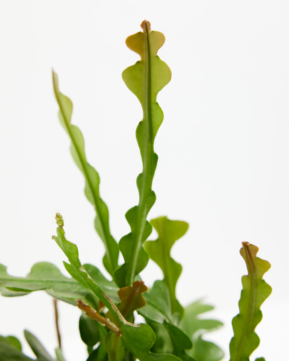 Ric Rac Cactus, Lively Root, Plant, , , , 