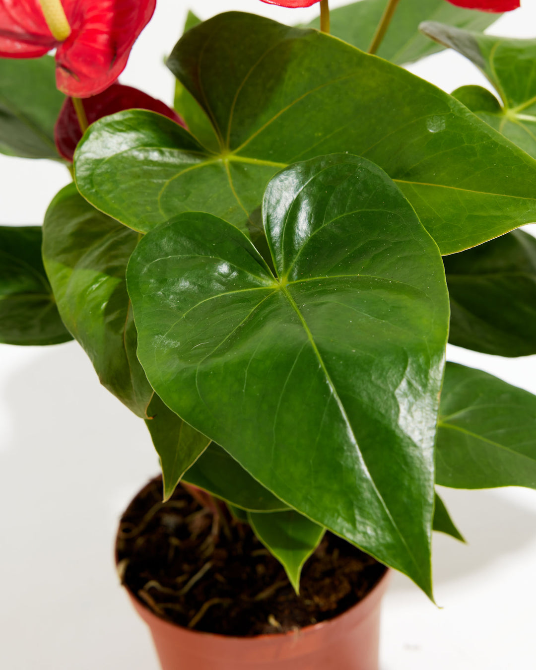 A close-up view of the Flamingo Flower focusing on its glossy, heart-shaped green leaves and a glimpse of its red spathe, sitting in a terracotta-colored grower pot.