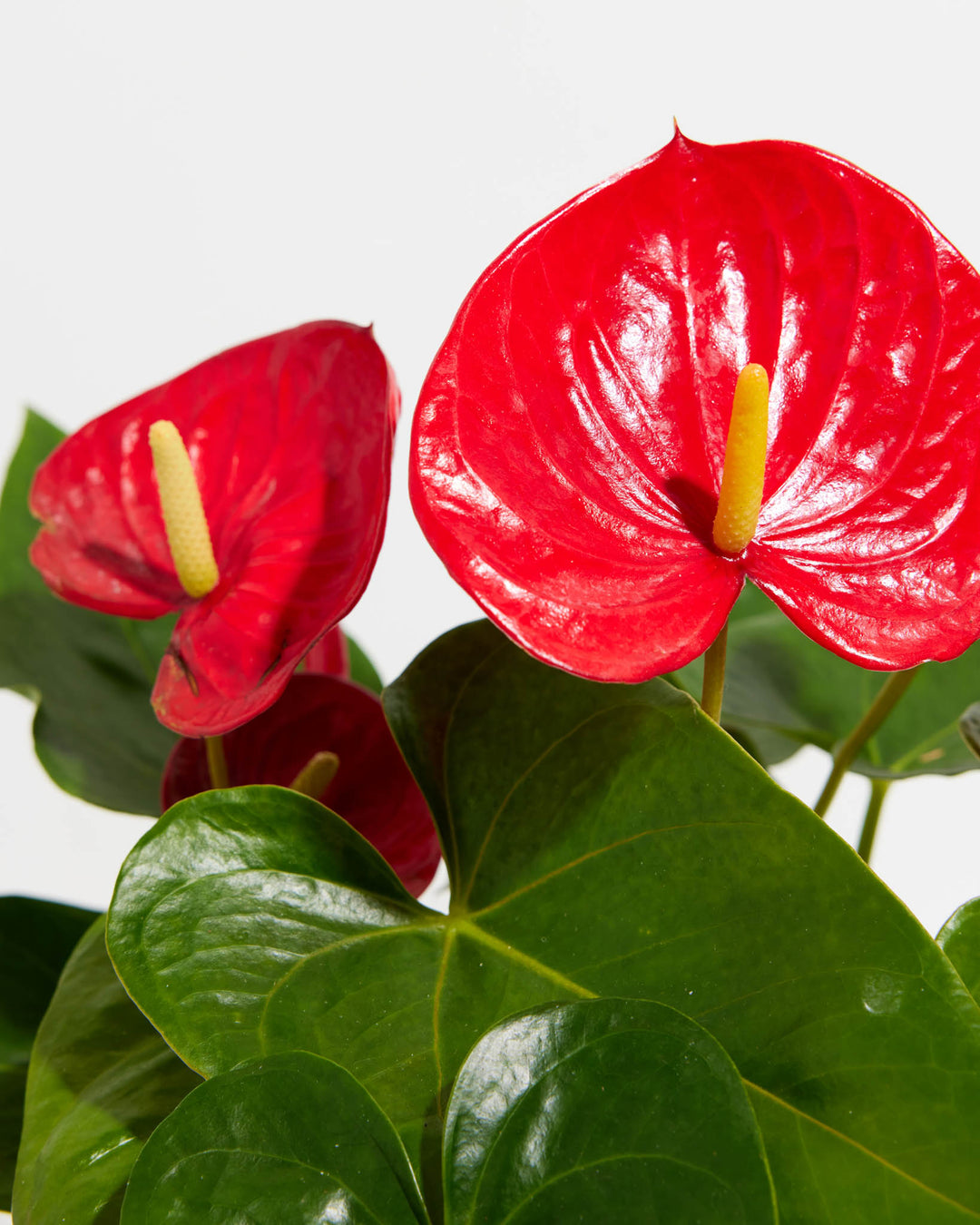 A close-up detail of a Flamingo Flower (Anthurium) highlighting its waxy red heart-shaped spathes and prominent yellow spadices against lush green leaves.