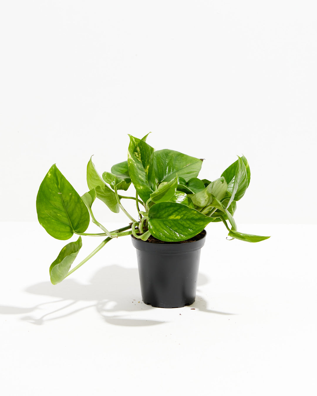 A full view of a small Golden Pothos plant featuring heart-shaped green leaves with yellow variegation and trailing stems, presented in a black grower pot against a white background.