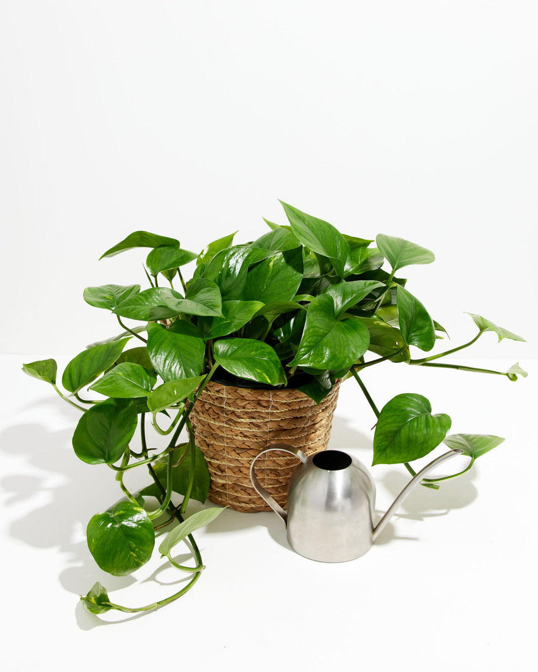 A full view of a Golden Pothos plant featuring lush, trailing heart-shaped green leaves with yellow variegation, presented in a woven jute planter next to a small stainless steel watering can against a white background.