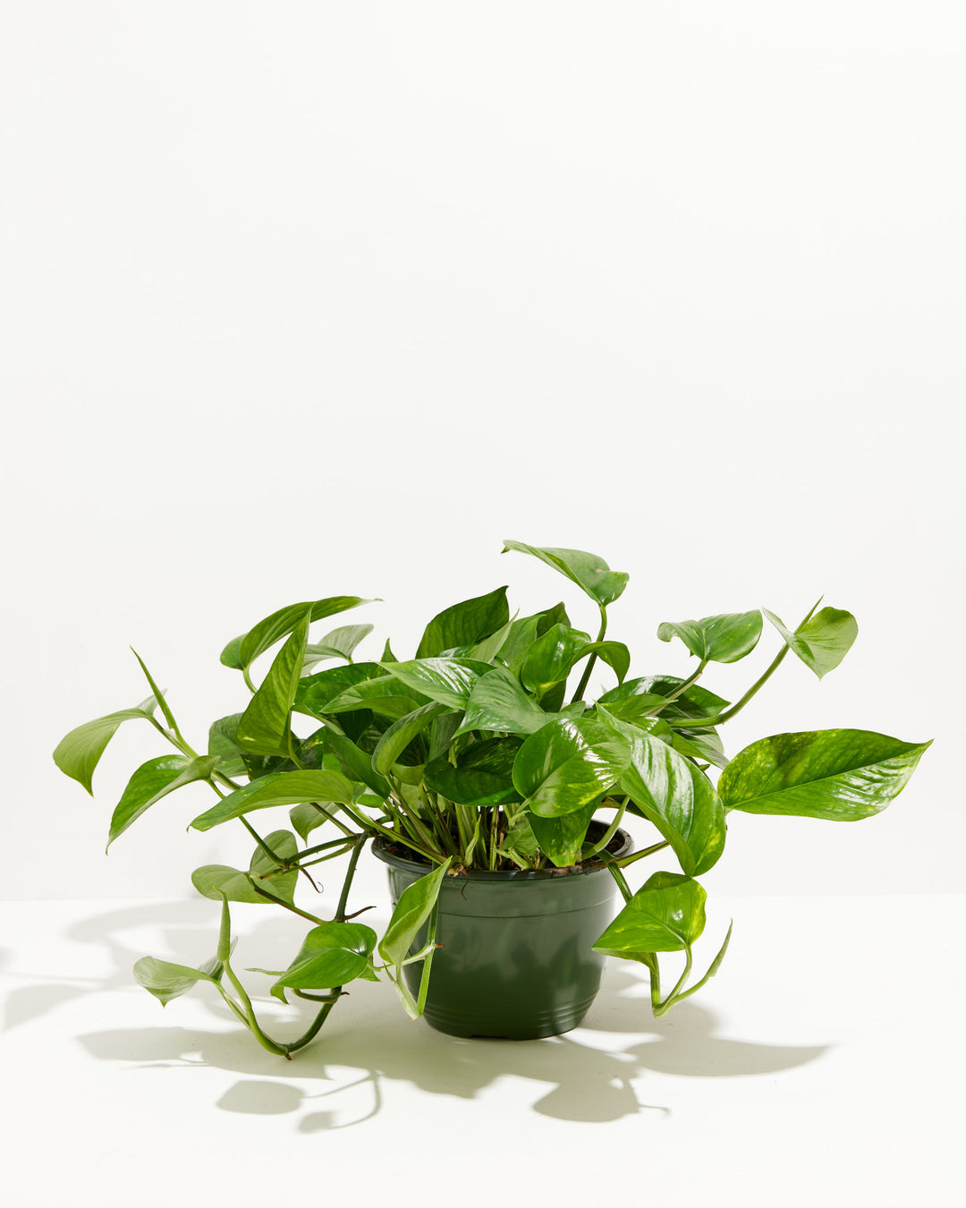 A full view of a Golden Pothos plant featuring lush, trailing heart-shaped green leaves with yellow variegation, presented in a dark green grower pot against a white background.