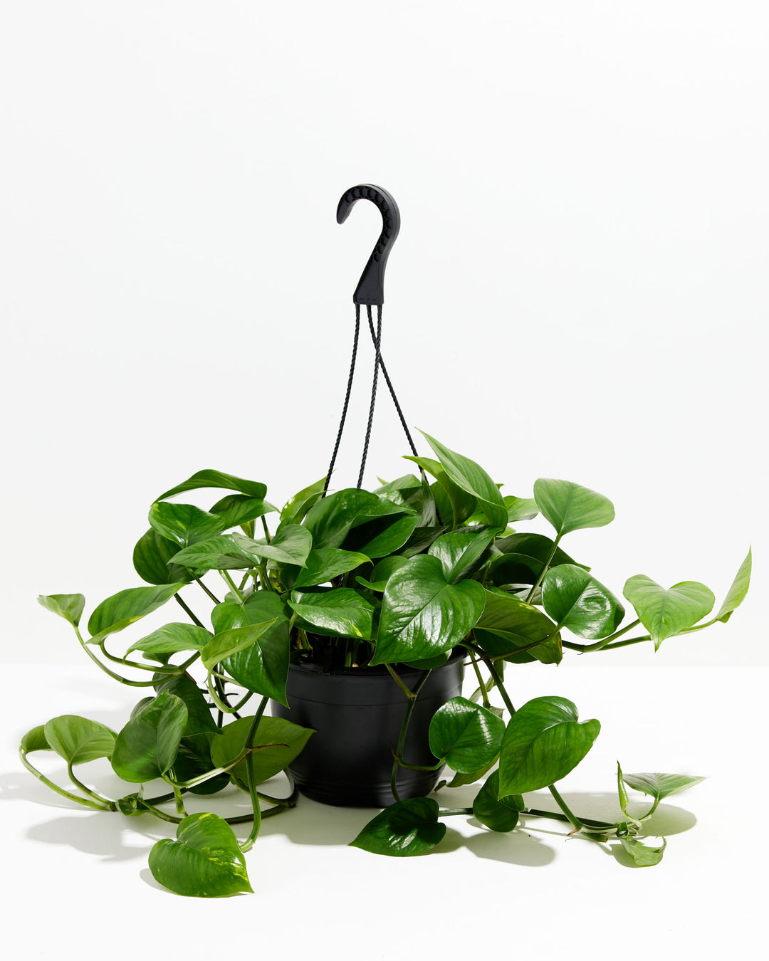 A full view of a Golden Pothos plant featuring lush, trailing heart-shaped green leaves with yellow variegation, presented in a black hanging grower pot with a matching black hook against a white background.