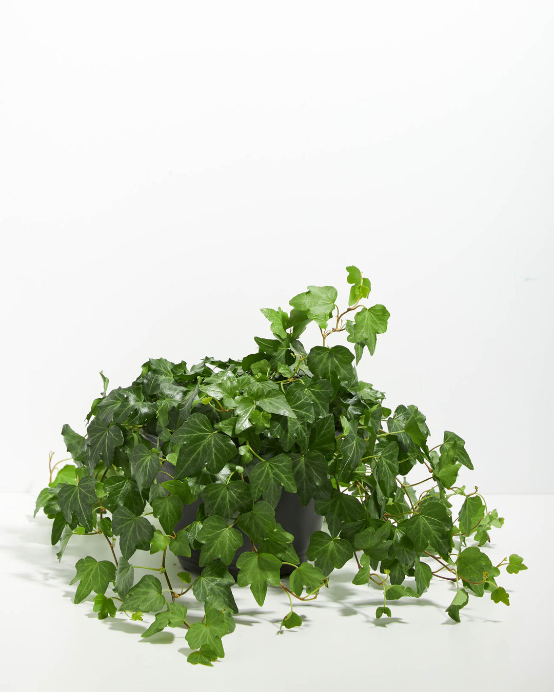 Large English Ivy plant (Hedera helix) in an 8-inch black grower pot with full trailing green vines cascading to the ground